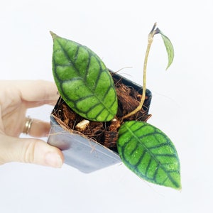 Hoya Callistophylla, Hoya Callistophylla Long Leaf, Low Light Wax Plant, Rare Hoya Plant, Pet Friendly Plants, 3" Pot