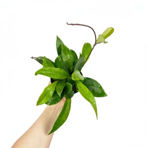Hoya Pubicalyx Speckles, Royal Pubicalyx Splash, Pet Safe, Live Houseplant