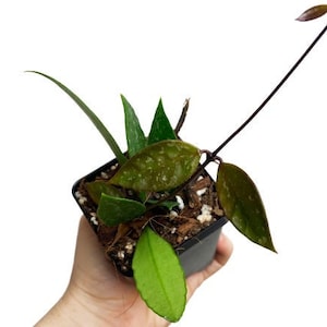 Hoya Gracilis, Silver Splash Plant, Wax Plant, Pet Safe Plant, Tropical Indoor Houseplant, Trailing Plant, Hoya Plant 3&quot; Pot