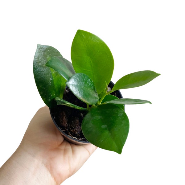 Hoya Australis, Rare Indoor Houseplant, Wax Plant, Fast Growing Hoya, Beginner Hoya, 3" Pot