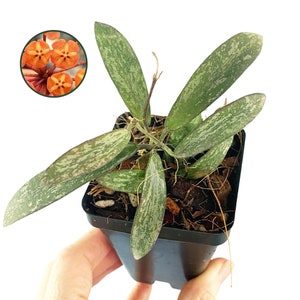 Hoya Sigillatis, Flecked Leaf Hoya, Hoya Silver Splash, Sunstressing Hoya, Rare Rooted Hoya, Live Wax Plant, Available In Multiple Sizes