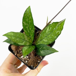 Hoya Crassipetiolata Splash, Rare Hoya Plant, Fast Growing Hoya, Live Houseplant
