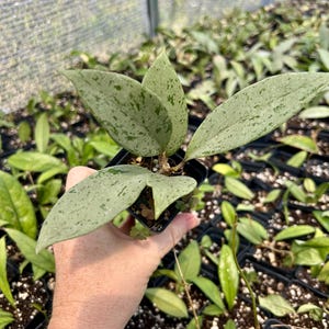 Hoya Pubicalyx Pink Silver Ghost, Silver Splash, Hoya Live Houseplant, Pet Safe Plant