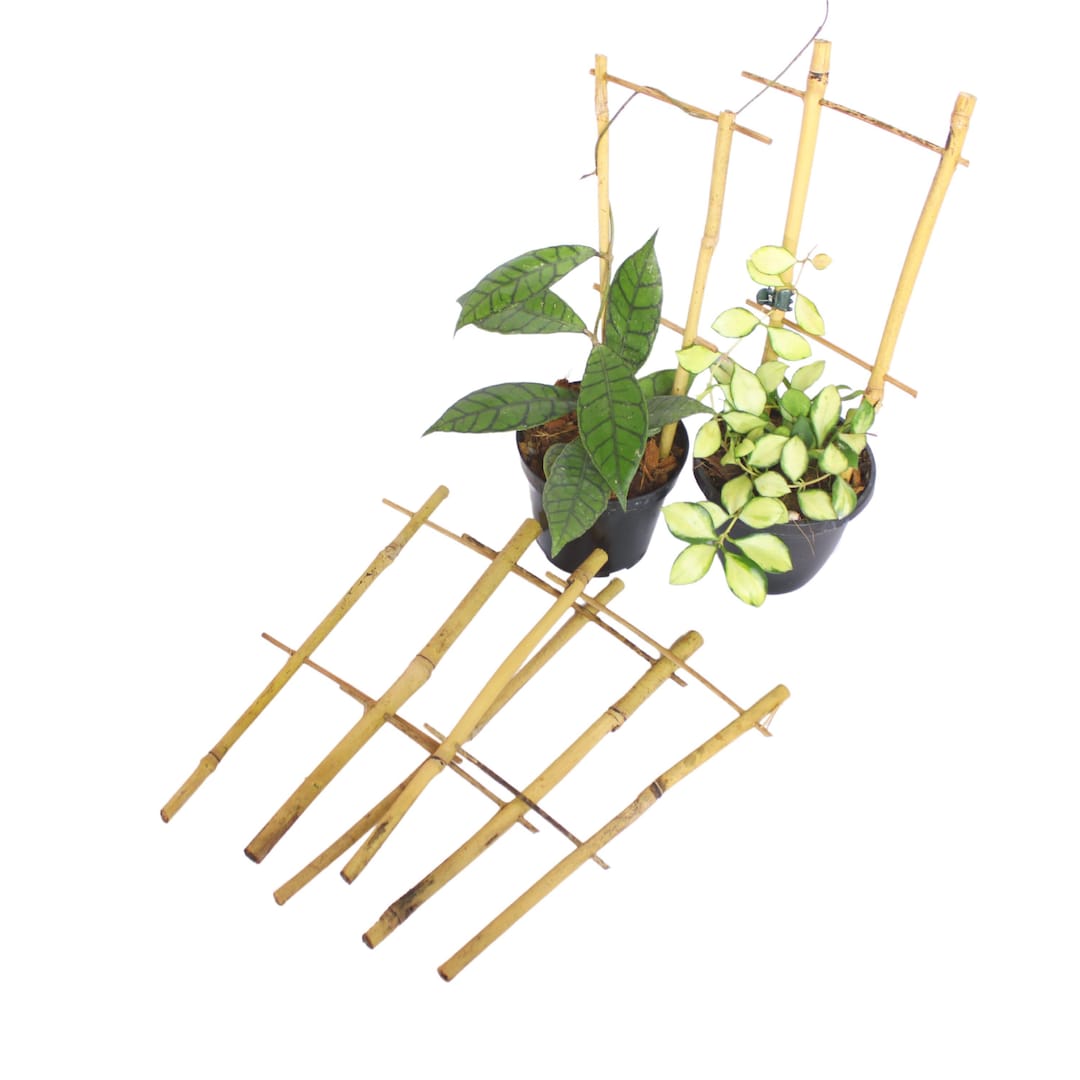 Natural Bamboo Plant Trellis, Hoya Trellis, Plant Trellis, Hoya Plant