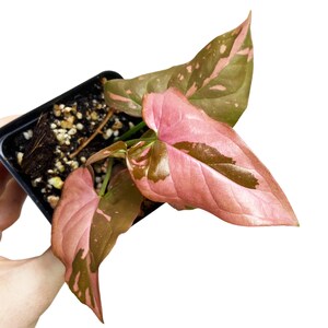 Syngonium Pink Splash, Pink Variegata Plant, Syngonium Pink, Rare Syngonium, Pink Syngonium, Arrowhead Plant, 3" Pot