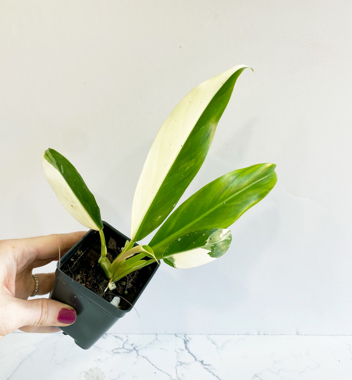 Philodendron Wend Imbe Variegated