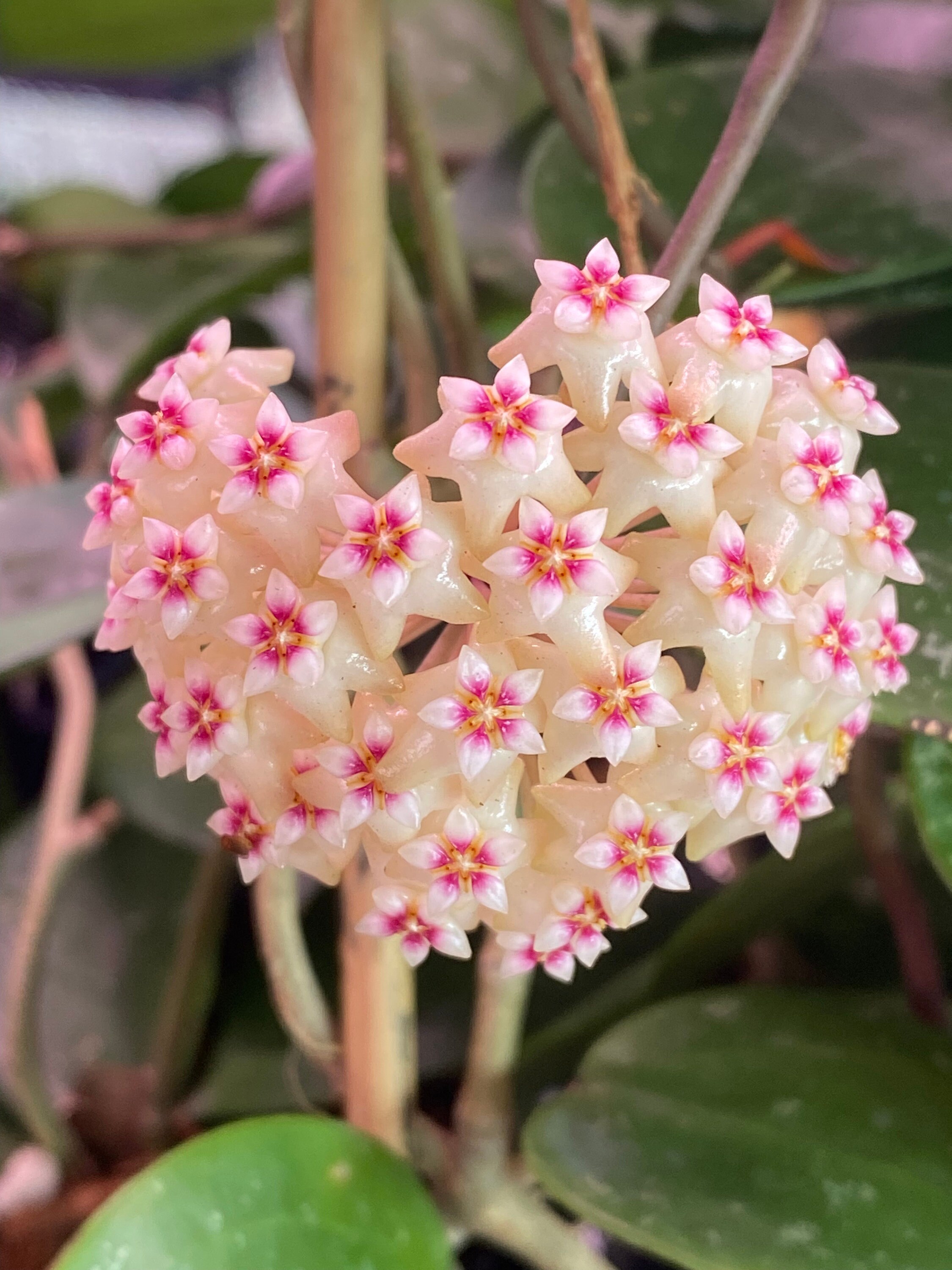 ホヤ　Hoya Veillata Silver Heart サクララン Hoya verticillata 'Silver Heart' – Hoya Cuttings