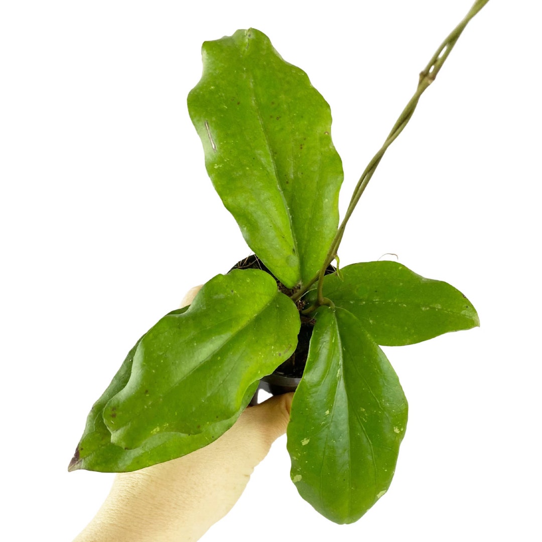Hoya Erythrina, Large Leaf Hoya, Live Hoya Indoor Houseplant, Rare Wax Plant, Pet Safe, Easy