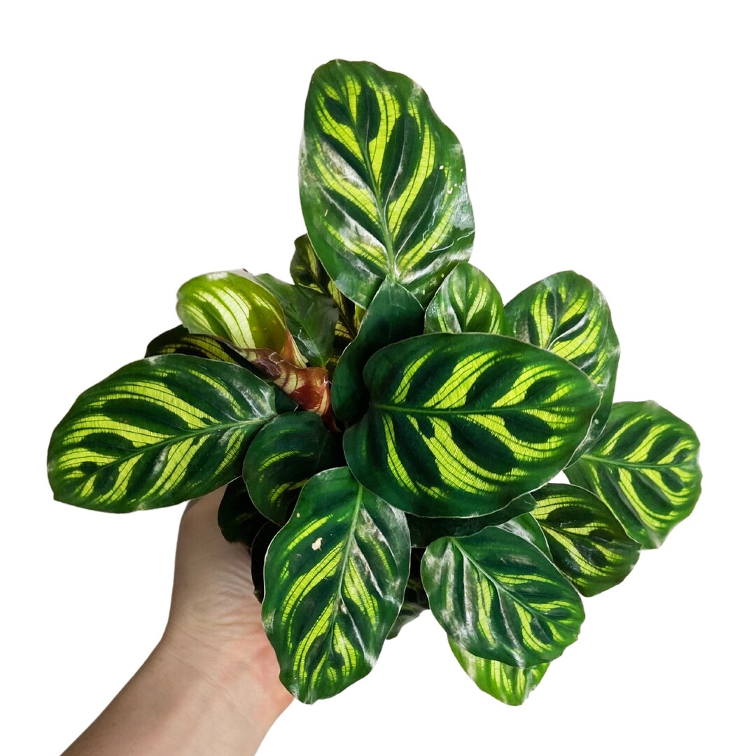Calathea Makoyana, Peacock Plant, Cathedral Windows Plant, Pet Safe