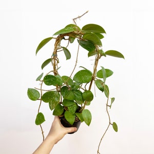 Hoya Verticillata, Hoya Silver Splash, Heart Leaf Hoya, Rare Hoya Plant,  (ALL PLANTS: Required Purchase of ANY 2 Plants!)