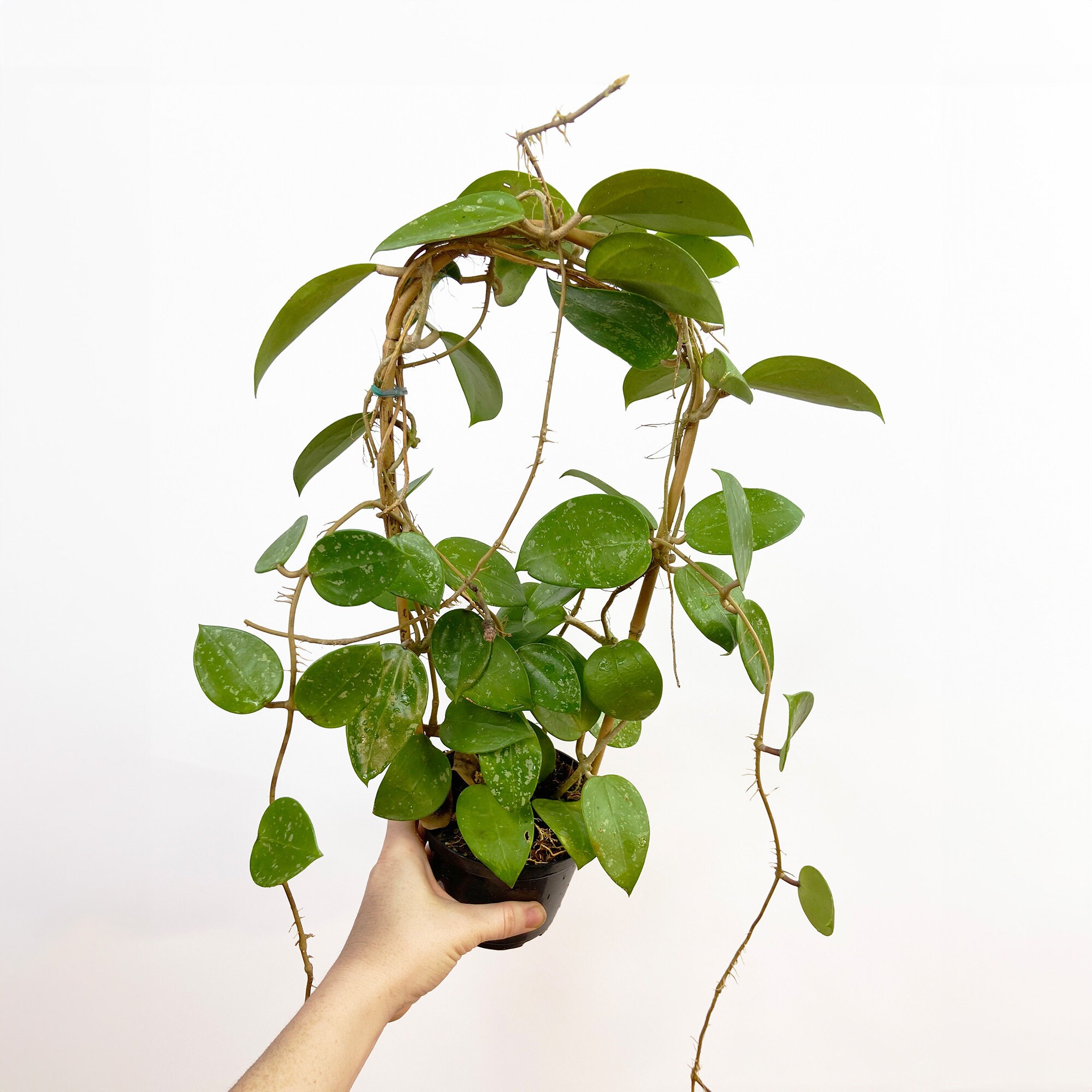 Hoya Verticillata, Hoya Silver Splash, Heart Leaf Hoya, Rare