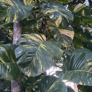 Golden Hawaiian Pothos, Epipremnum Aureum, Devil’s Ivy, Variegated Pothos, Live Houseplant