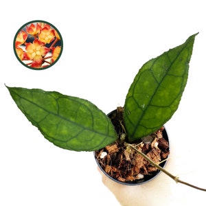 Hoya Finlaysonii Long Leaf, Live Hoya Plant, Rare Houseplant