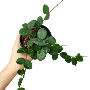 Hoya Mathilde, Mathilde Splash, Live Houseplant, Pet Friendly, Round Leaf Hoya