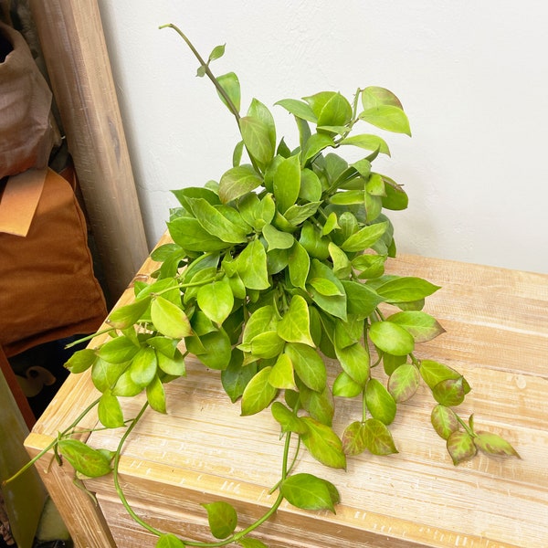 Hoya Obscura, Sun-stressing Hoya, Fast Growing Plant, Easy Care Plant, Beginner & Pet Friendly Plant, Rare Hoya, Available in Multiple Sizes