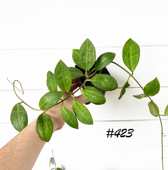 Hoya Gigas, Fuzzy Leaf Hoya, Large Pink Hoya Flowers Blooms, Rare Hoya