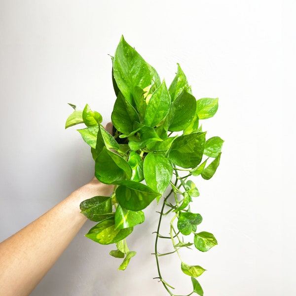 Global Green Pothos, Epipremnum Aureum, Devil’s Ivy, Trailing Indoor Houseplant, Variegated Pothos Plant, Available in Multiple Sizes