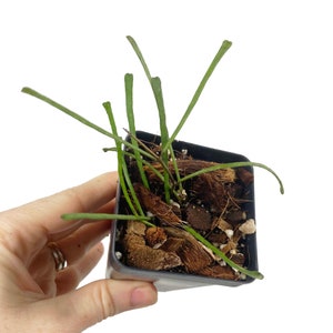 Hoya Retusa, Grass Leaf Hoya, Wax Plant, Live Indoor Houseplant, Beginner Friendly Plant, Easy Care, Available In Multiple Sizes, RW504