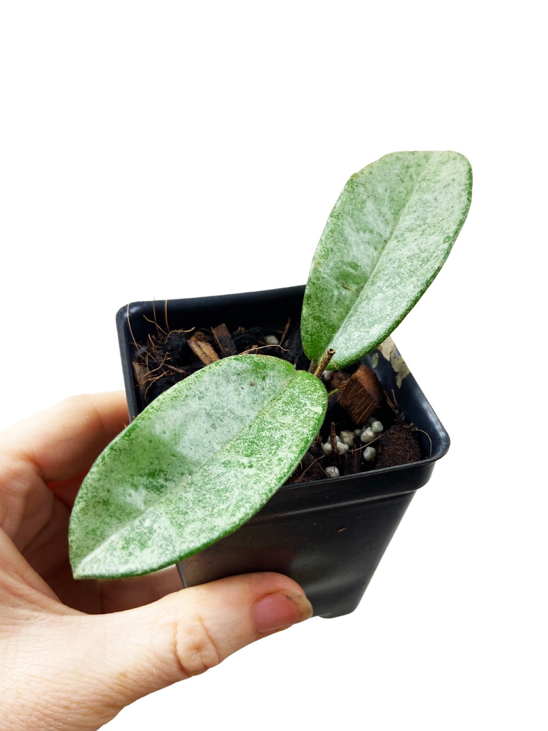 Hoya Carnosa Gray Ghost, Hoya Carnosa Silver, Indoor Houseplant, Rare ...