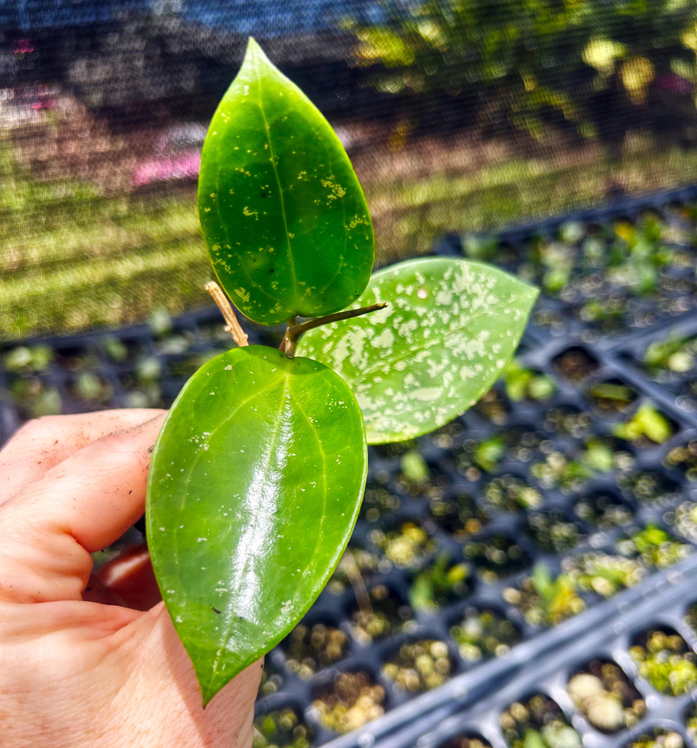 ホヤ　Hoya Veillata Silver Heart サクララン Hoya verticillata 'Silver Heart' – Hoya Cuttings