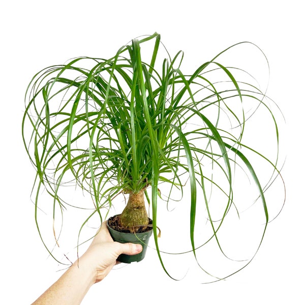 Ponytail Palm Guatemalan, Bulbous Palm, Elephant Foot Tree, Tropical Houseplants, Easy Care Plant, House Warming Gift