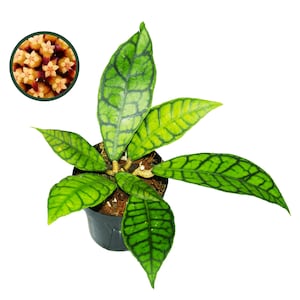 Hoya Callistophylla, Hoya Callistophylla Long Leaf, Indoor Hoya Plant, Low Light Wax Plant, Pet Friendly Plant, Available In Multiple Sizes