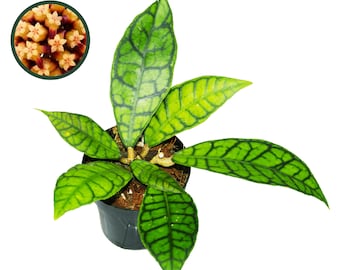 Hoya Callistophylla, Hoya Callistophylla Long Leaf, Indoor Hoya Plant, Low Light Wax Plant, Pet Friendly Plant, Available In Multiple Sizes