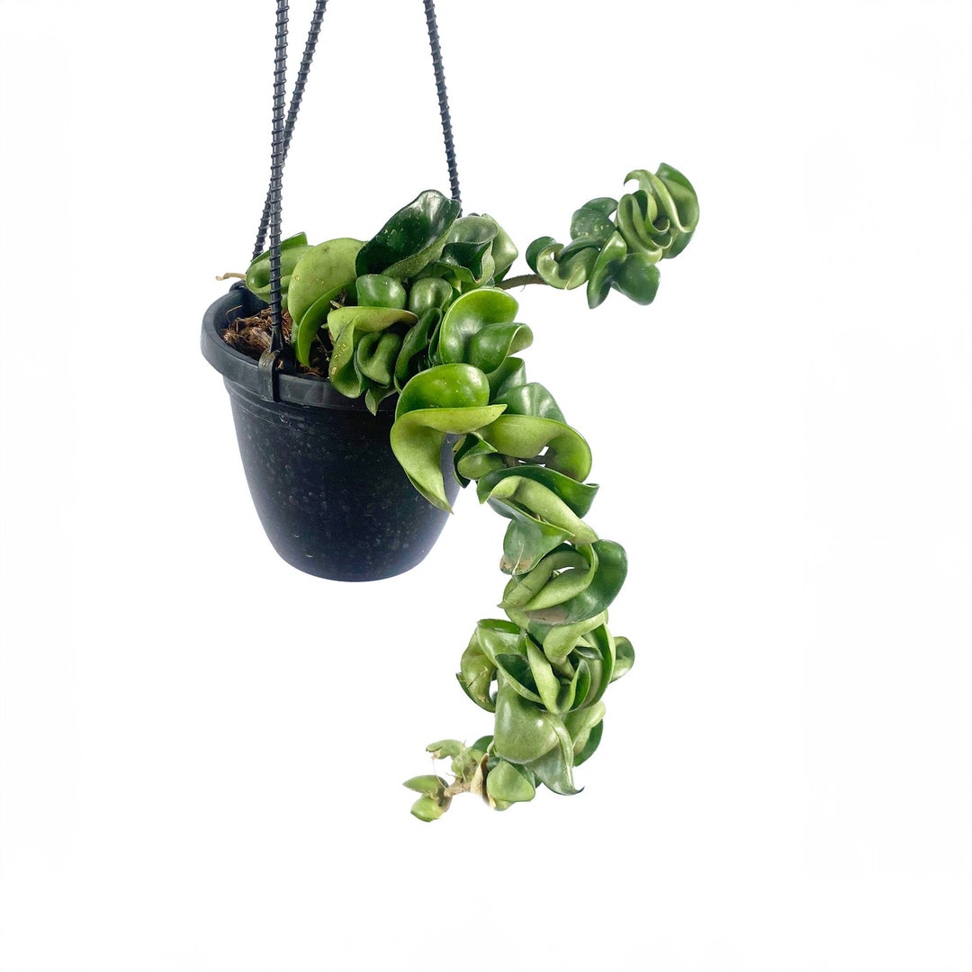 Hoya Carnosa Compacta, Rare Hoya Hindu Rope Plant, Live Wax Plant, Indoor Trailing Houseplant
