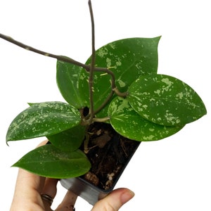 Hoya Verticillata, Hoya Parasitica Splash, Heart Leaf Hoya, Rare Hoya Plant