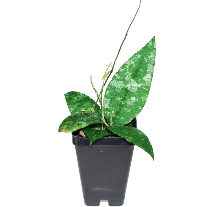 Hoya Caudata Sumatra Hoya Caudata Silver Splash Rare Rooted - Etsy
