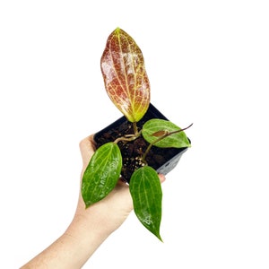 Hoya Quinquenervia, Sun-stressing Hoya, Large Leaf Hoya, Rare Hoya Plant, Pet Friendly Plant