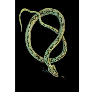 Snake Painting Reptiles Original Watercolor Art Animal Artwork Metallic Illustration Black Watercolor Painting 8&quot;x12&quot; by TetianaTereshArt