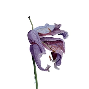 Pintura de iris, flor, acuarela original, obra floral, arte mural vegetal, ilustración botánica, 43 x 30 cm, de TetianaTereshArt