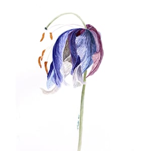 Pintura de iris, arte original en acuarela, obra floral, ilustración botánica, arte mural de iris, 42 x 30 cm, de TetianaTereshArt