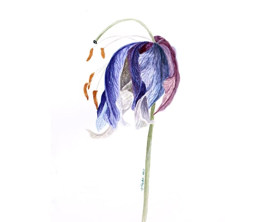 Iris Painting Flower Original Watercolor Art Floral Artwork Botanical Illustration Iris Wall Art 16.5" by 12" by TetianaTereshArt