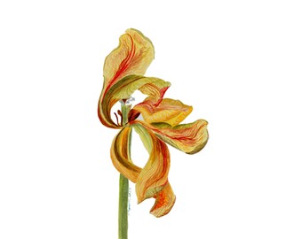 Liljamålning Blomma Original Akvarellkonst Blomsterkonst Väggkonst Botanisk Illustration 43 x 30 cm av TetianaTereshArt