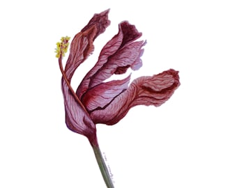 Liljamålning Blomma Original Akvarellkonst Blomsterkonst Väggkonst Botanisk Illustration 43 x 30 cm av TetianaTereshArt