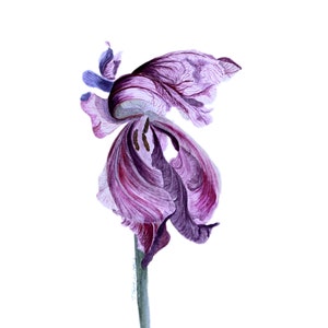 Pintura de iris, flor, acuarela original, obra floral, arte mural vegetal, ilustración botánica, 43 x 30 cm, de TetianaTereshArt