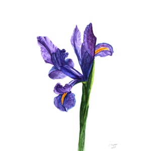 Pintura de iris, flor, acuarela original, obra floral, arte mural vegetal, ilustración botánica, 43 x 30 cm, de TetianaTereshArt