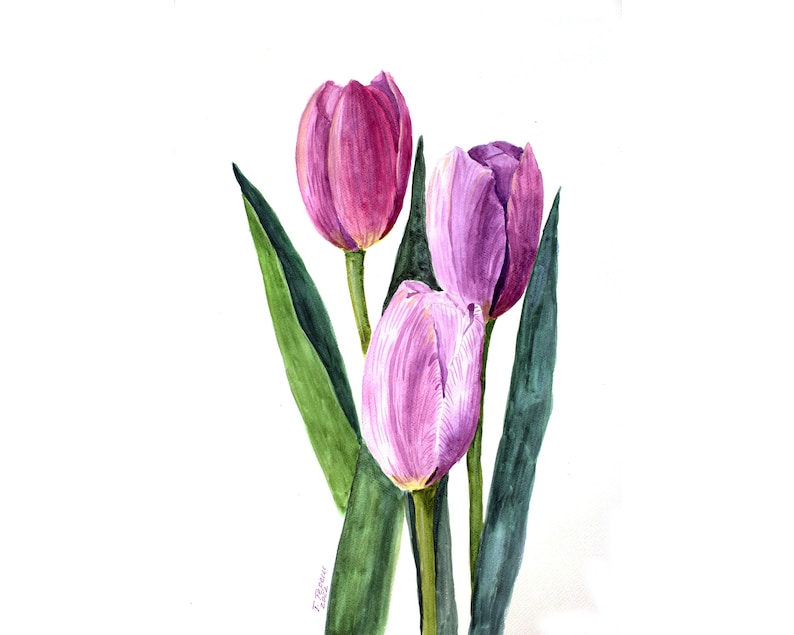 May include: Watercolor painting of three tulips in shades of pink and purple. The flowers have green stems and long, green leaves. The background is white, highlighting the vibrant colors of the flowers.