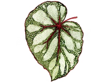 Leaf Painting Begonia Original Watercolor Art Botanical Illustration Plant Wall Art Floral Painting 16.5" by 12" by TetianaTereshArt