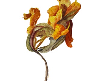Liljamålning Blomma Original Akvarellkonst Blomsterkonst Väggkonst Botanisk Illustration 43 x 30 cm av TetianaTereshArt