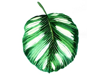 Leaf Painting Botanical Original Watercolor Art Calathea  Illustration Plant Wall Art 17" by 12" Floral Painting by TetianaTereshArt