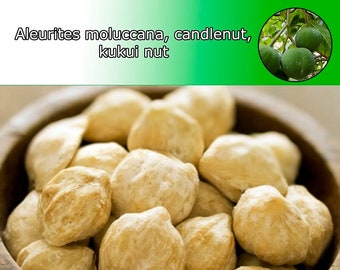 Fresh & Organic Candlenut/Indian Walnut/Kemiri/Kukui Nut Aleurites moluccanus