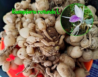 Organic Kaempferia rotunda L bhumi champa, Indian crocus, peacock ginger, round-rooted galangale Herbal Root