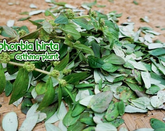 Fresh & Organic Euphorbia hirta asthma plant Dried Leaves/Flower/Capsule hairy spurge, garden, pillpod sandman Herbal Men Vitality Tea