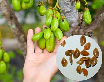 Averrhoa Bilimbi Linn Indonesia seeds ,Bilimbing Kamias, Belimbing Wuluh