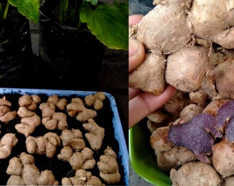 Fresh & Organic Black Ginger KAEMPFERIA PARVIFLORA Life Root Plant Male Vitality or Stamina Daily