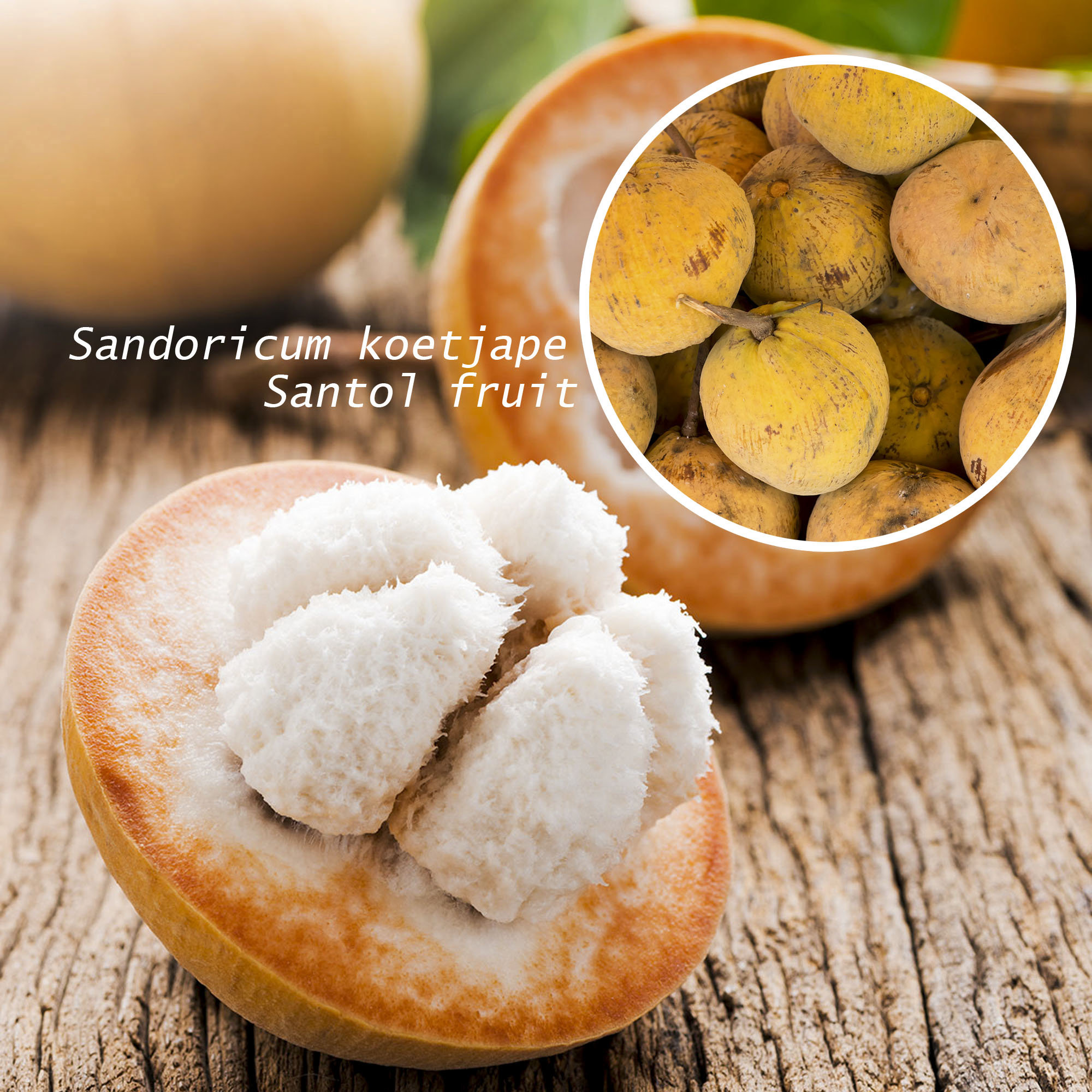 Rare Santol Tropical Seeds Sandoricum Koetjape sentul cotton Fruit native Java Indonesia Wild Mangosteen Etsy UK