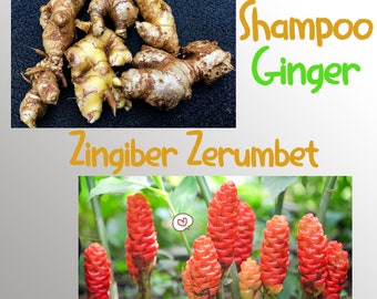 Organic Awapuhi Shampoo Ginger Rhizomes Zingiber Zerumbet Live Root Pine Cone Plant